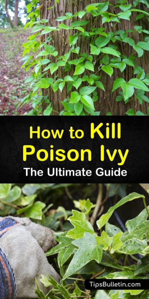 The Ultimate Guide to Kill Poison Ivy