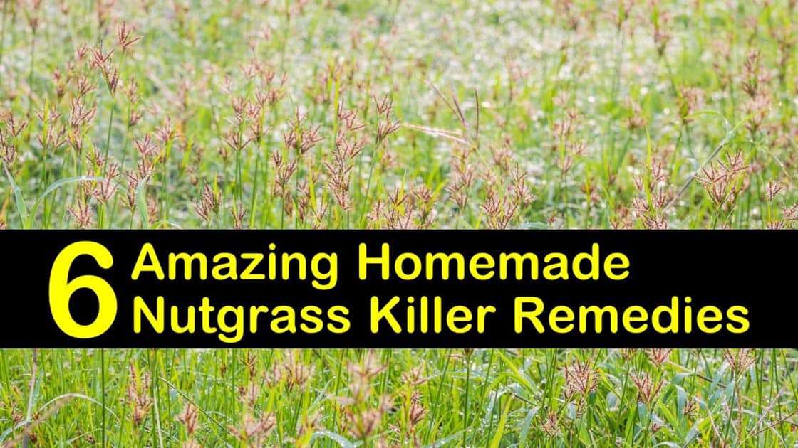 6 Amazing Homemade Nutgrass Killer Remedies