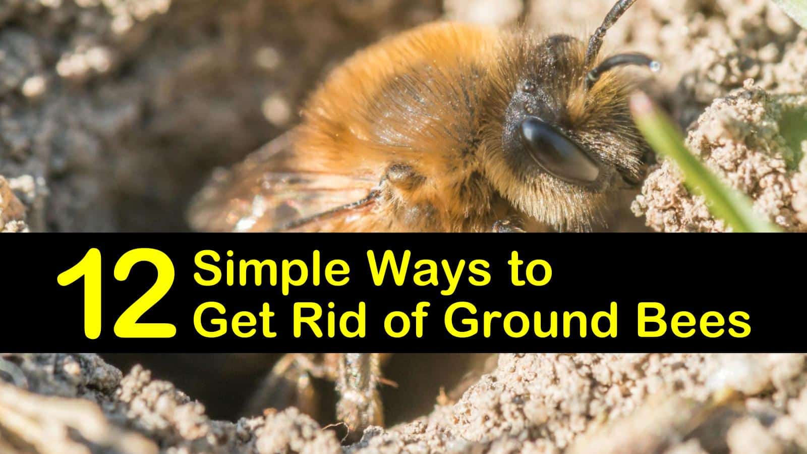 12 Simple Ways to Get Rid of Ground Bees