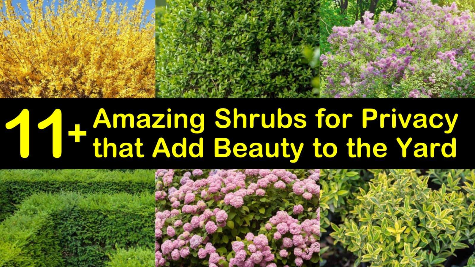 13 Amazing Shrubs for Privacy that Add Beauty to the Yard