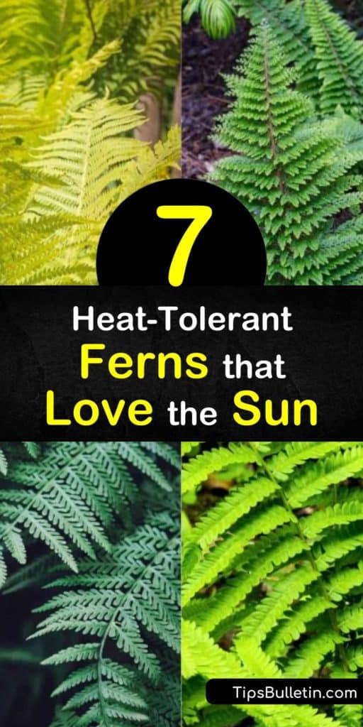 7 HeatTolerant Ferns that Love the Sun