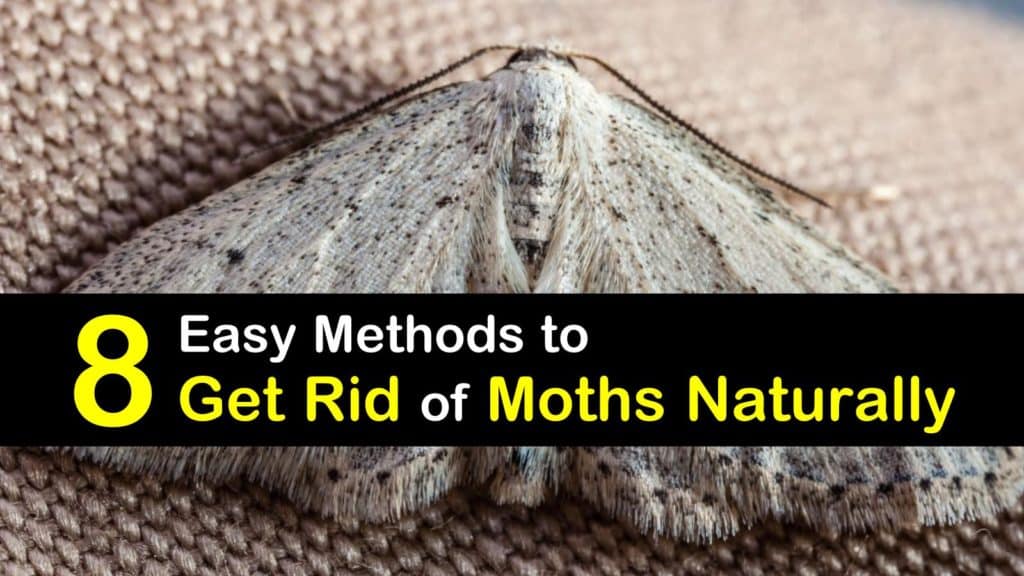 How To Get Rid Of Moth Infestation at Gregory Lamkin blog