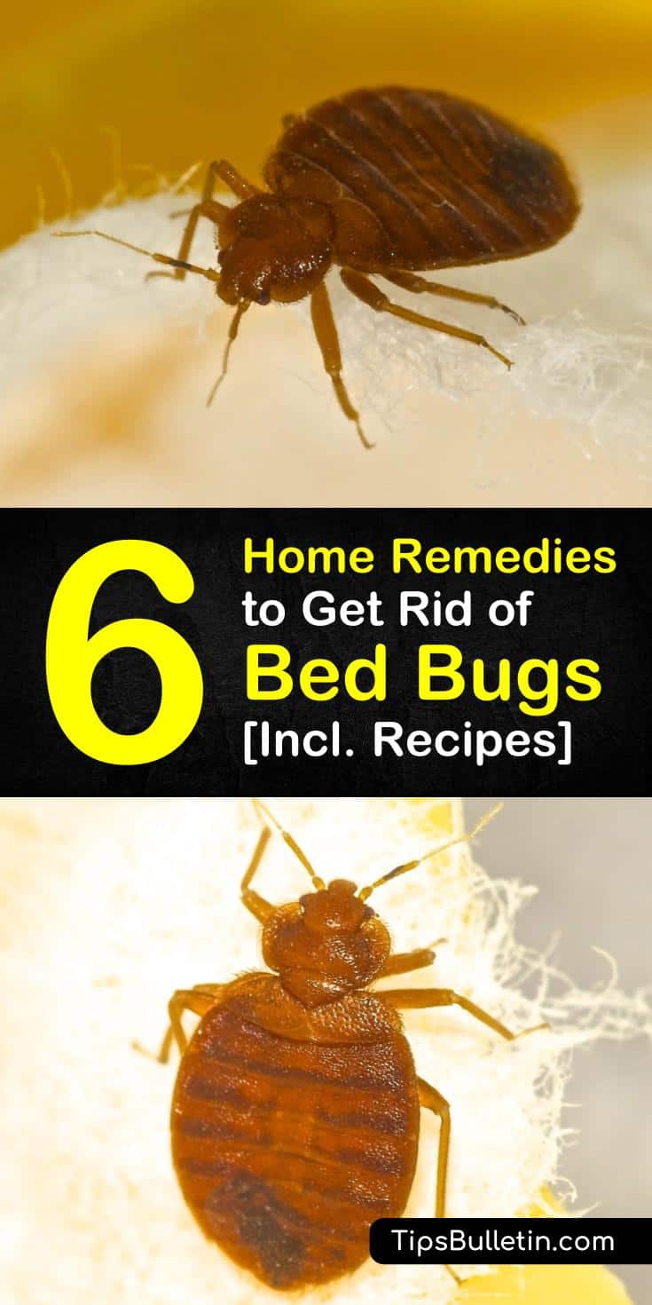 6 Home Remedies to Get Rid of Bed Bugs [Incl. Recipes]