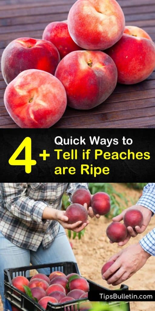 4+ Quick Ways to Tell if Peaches are Ripe
