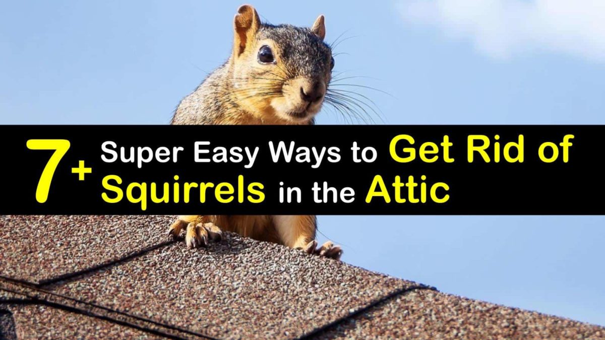 how to get rid of squirrels in the attic mothballs Lee Sherfeelf