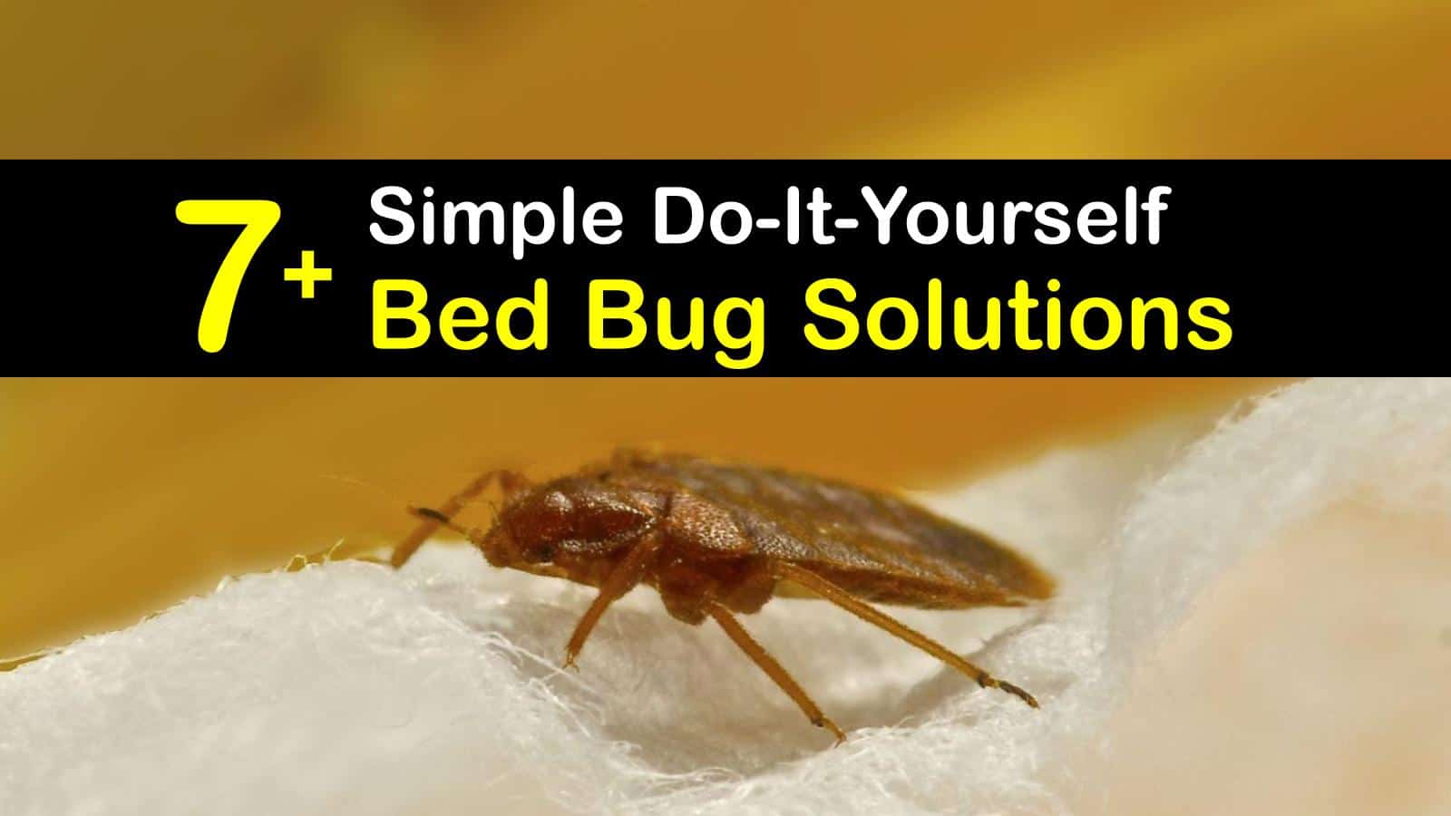 7+ Simple DoItYourself Bed Bug Solutions
