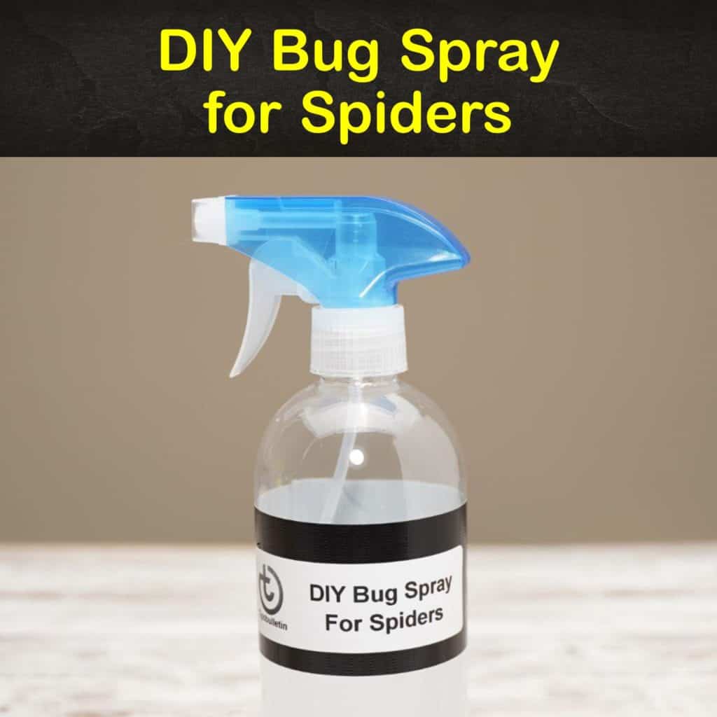 5+ Homemade Bug Sprays for Spiders