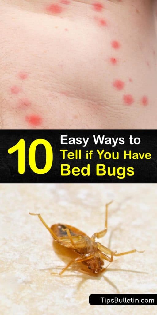 How Can You Tell If Have Bed Bugs In Your Carpet
