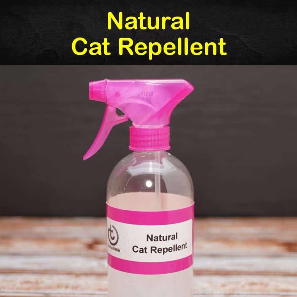 Keeping Cats Away 12 Natural Cat Repellent Tips and Recipes