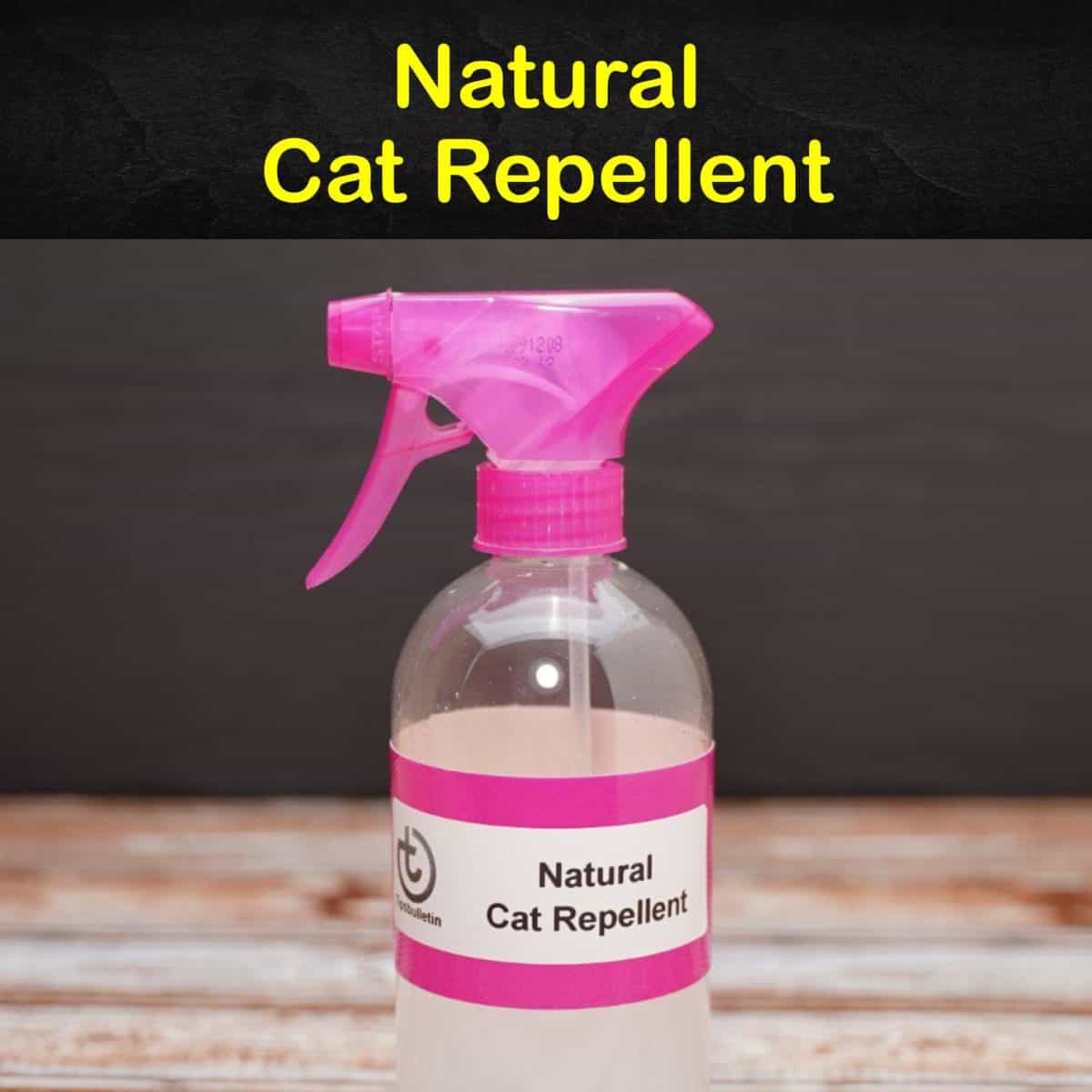 Keeping Cats Away 12 Natural Cat Repellent Tips and Recipes