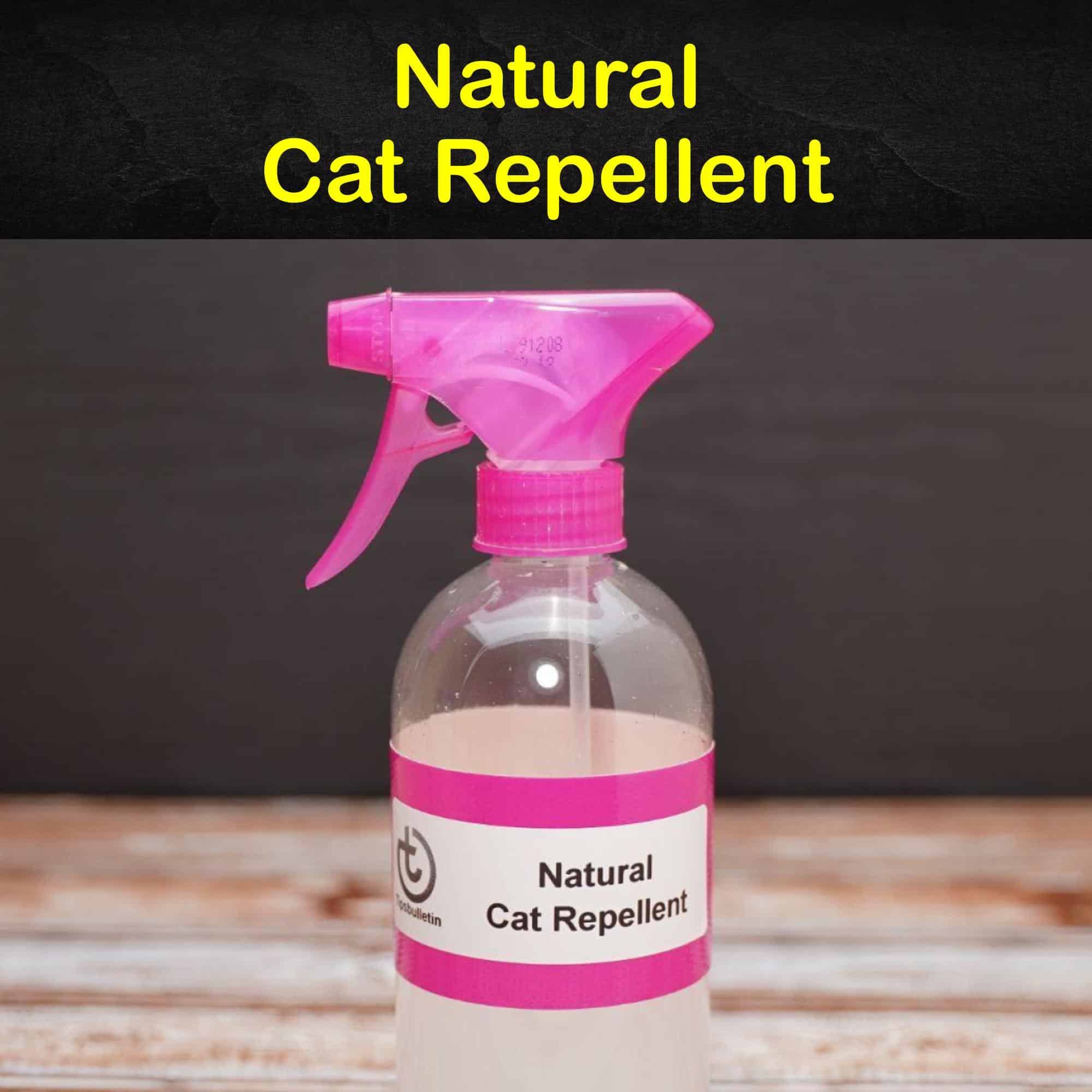 Keeping Cats Away 12 Natural Cat Repellent Tips and Recipes