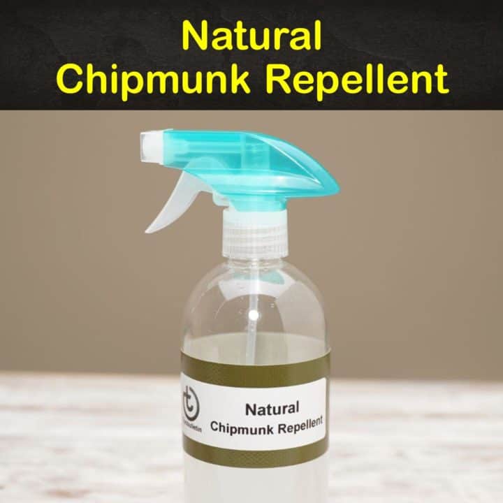 7 Smart & Safe Chipmunk Repellents