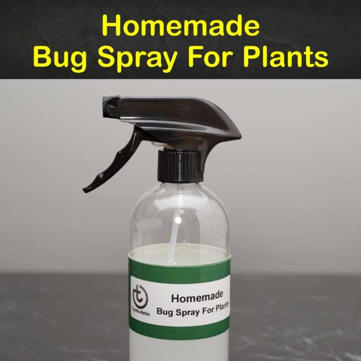 16 DoItYourself Bug Spray Recipes for Plants