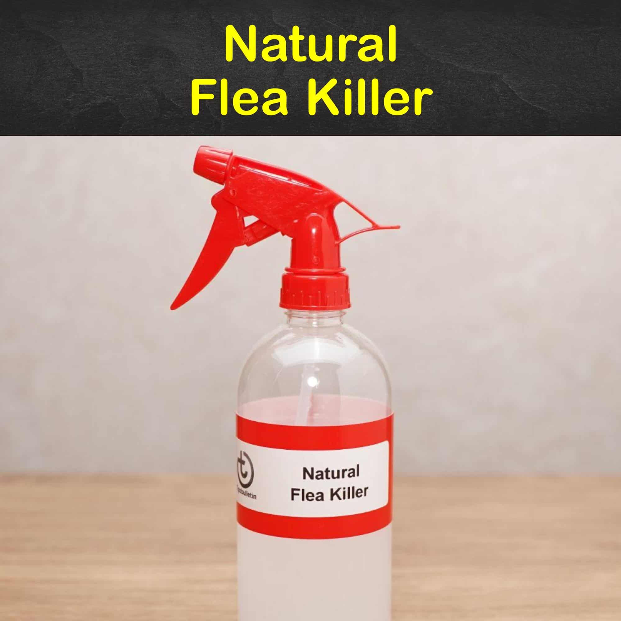 18 Clever DIY Flea Killer Recipes