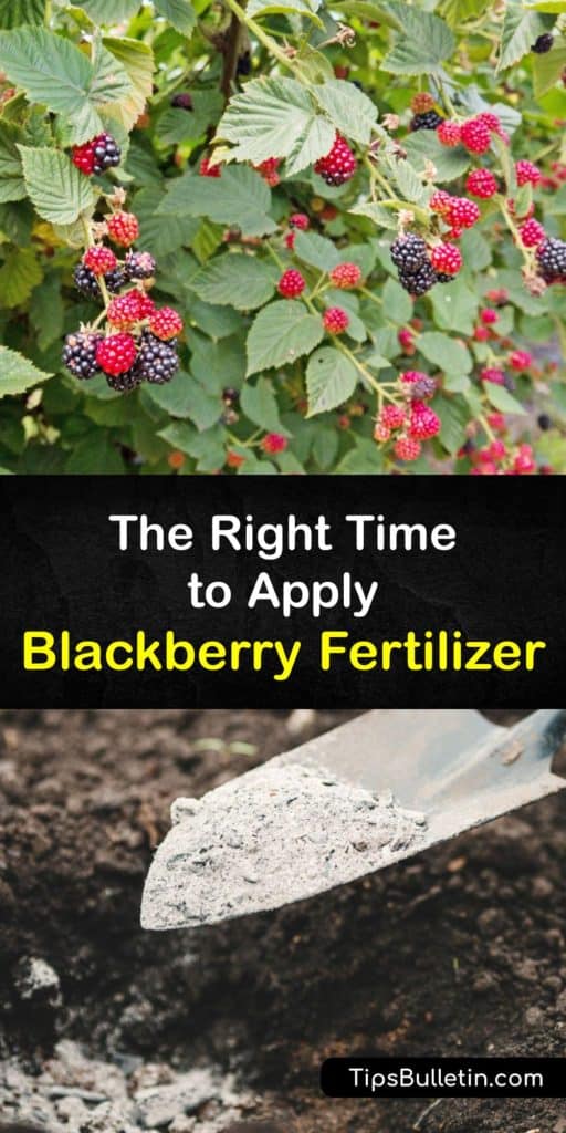 Best Time to Fertilize Blackberries Blackberry Fertilizing Strategies