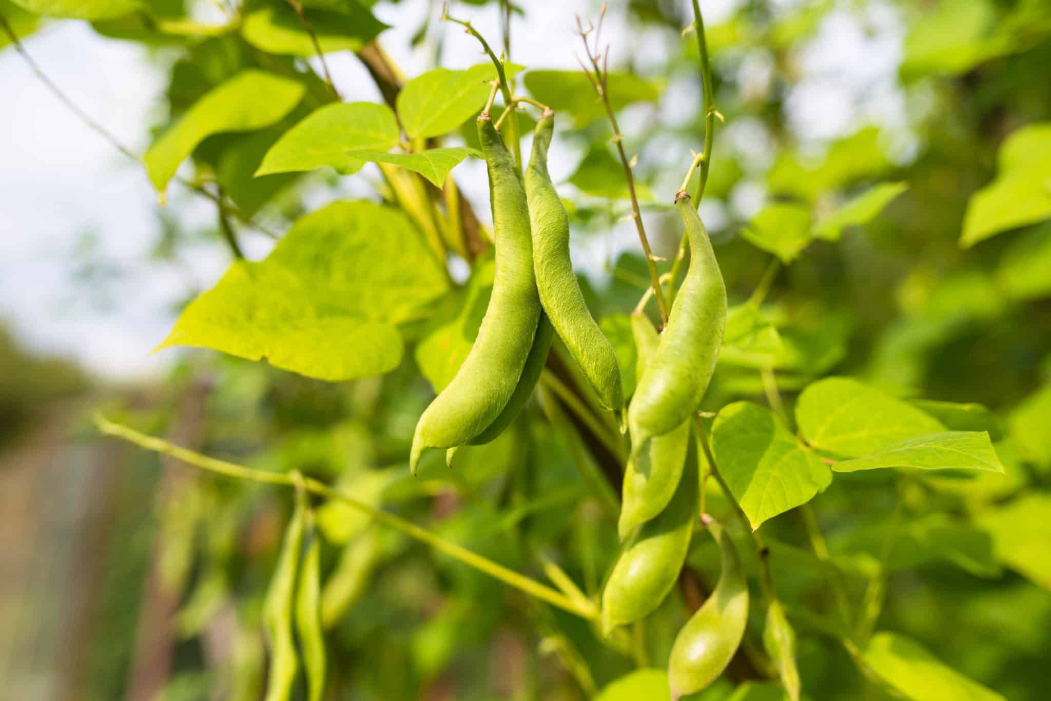 What Grows Well with Gourds Best Companion Plants for Gourds