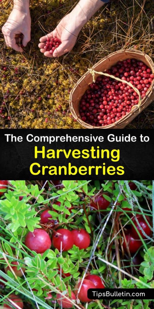 Harvesting Cranberries How and When to Pick Cranberries