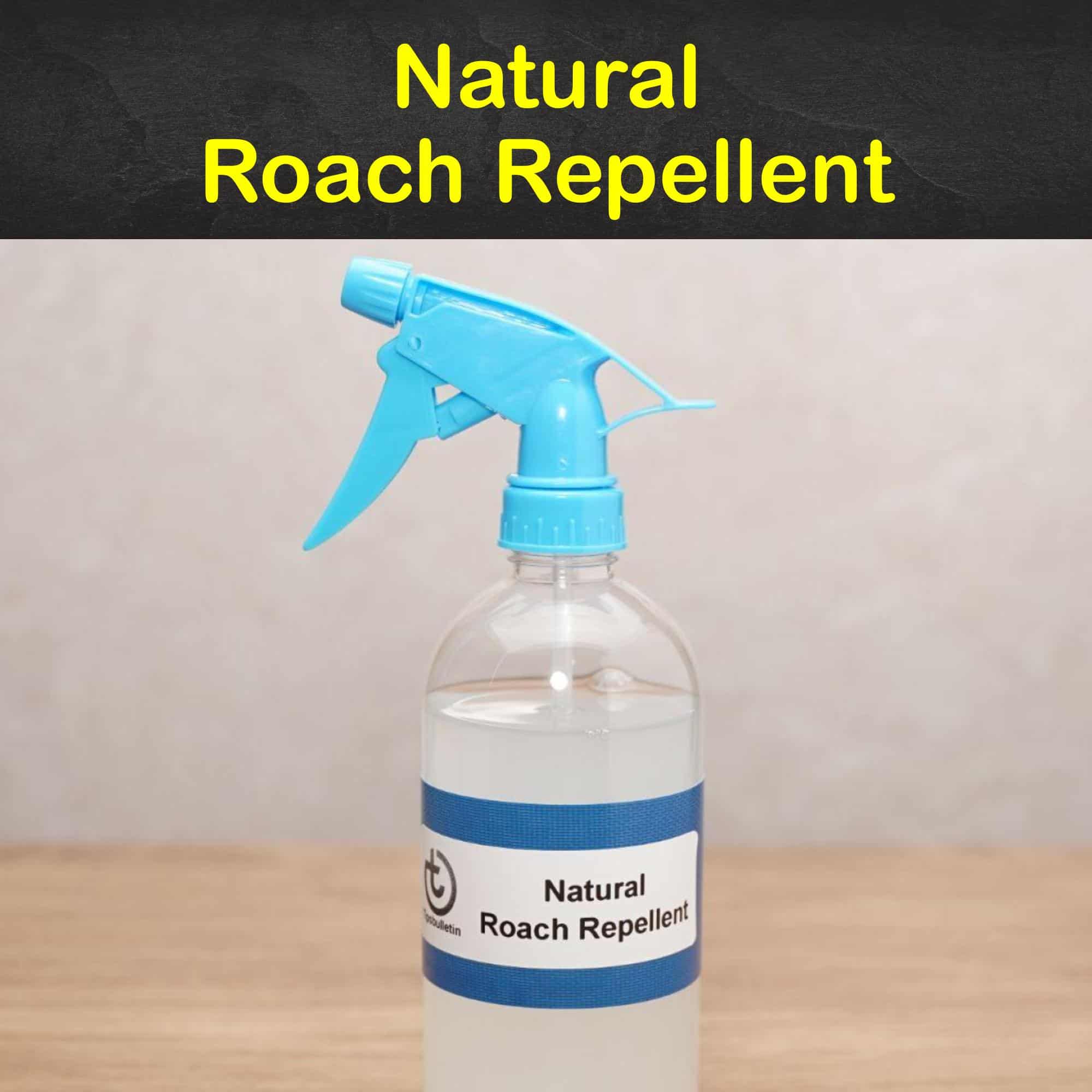 15 Simple But Effective Roach Repellent Recipes