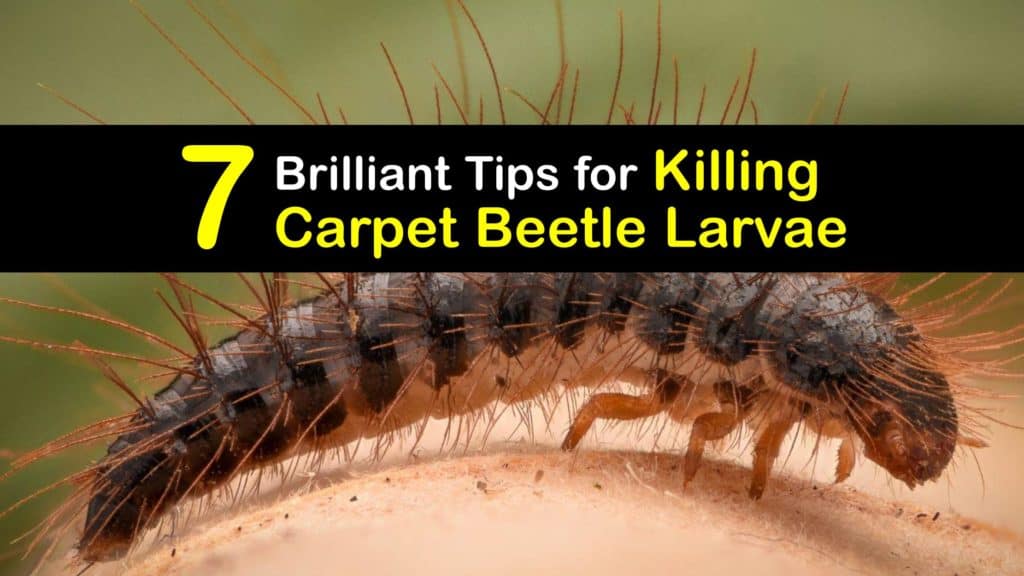 How Do I Get Rid Of Carpet Beetle Larvae In My House at David Rowen blog
