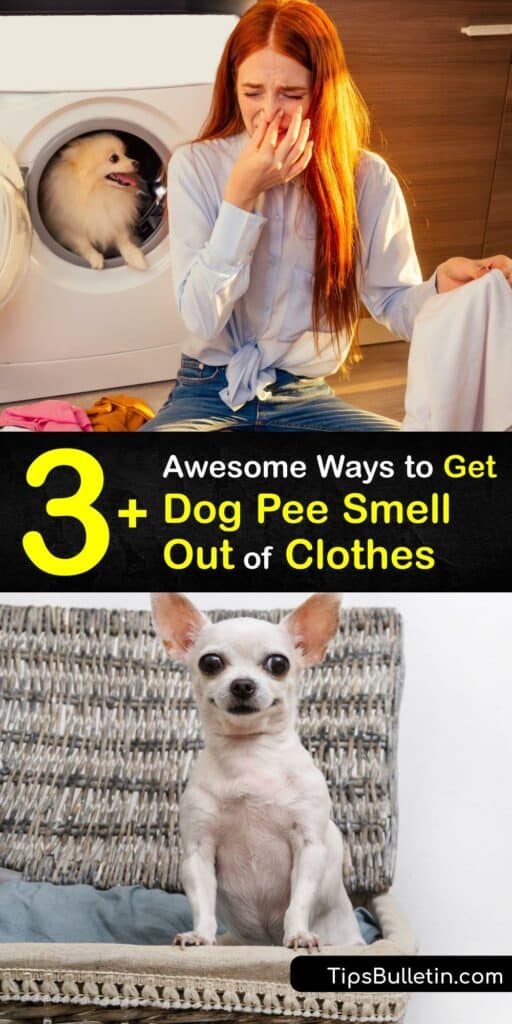 Removing Dog Pee Smells Getting Dog Urine Out of Clothes