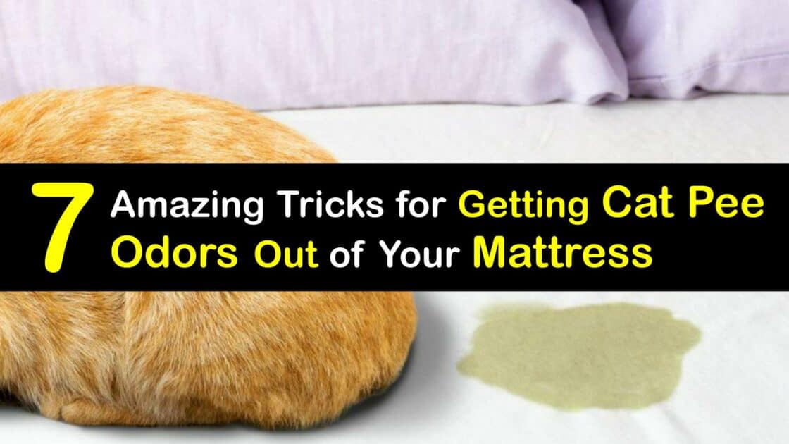Mattress Urine Cleaning Guide to Get Cat Pee Smell Out of a Bed