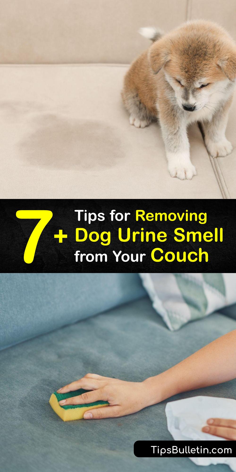 Dog Urine Smells Tricks to Remove Dog Pee Odors from a Couch