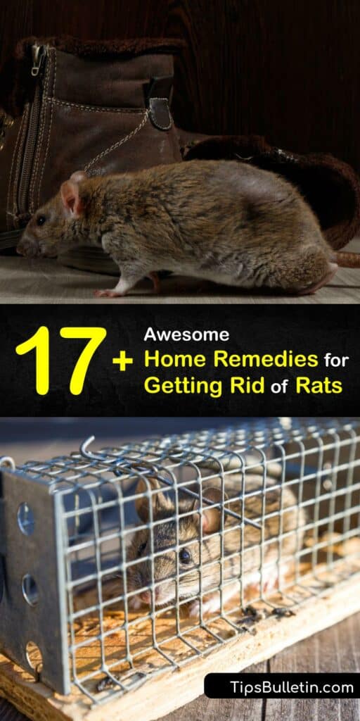 Getting Rid of Rats Naturally Home Remedies for Controlling Rats