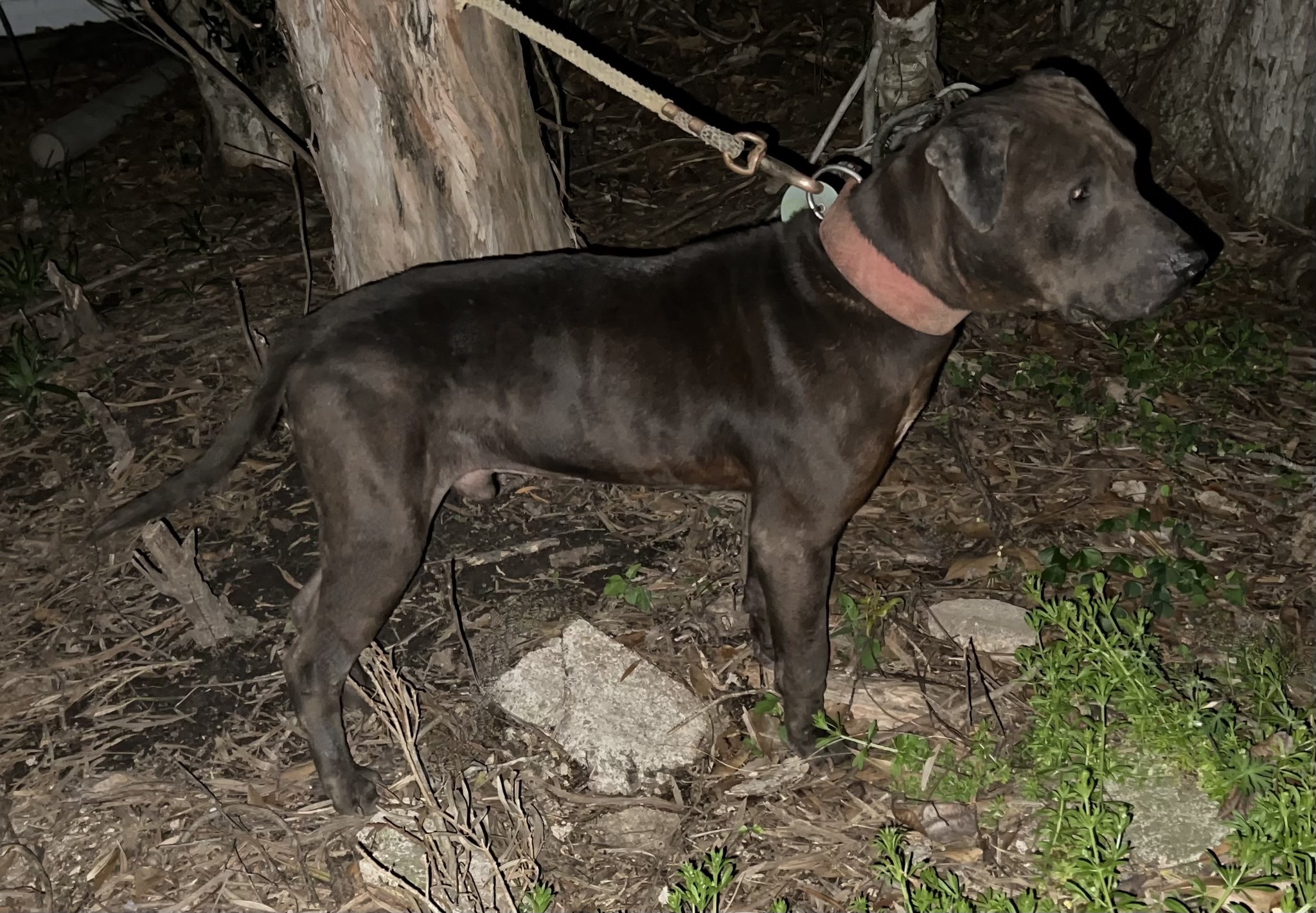 Machobuck 2800 x Sheba TITAN KENNELS