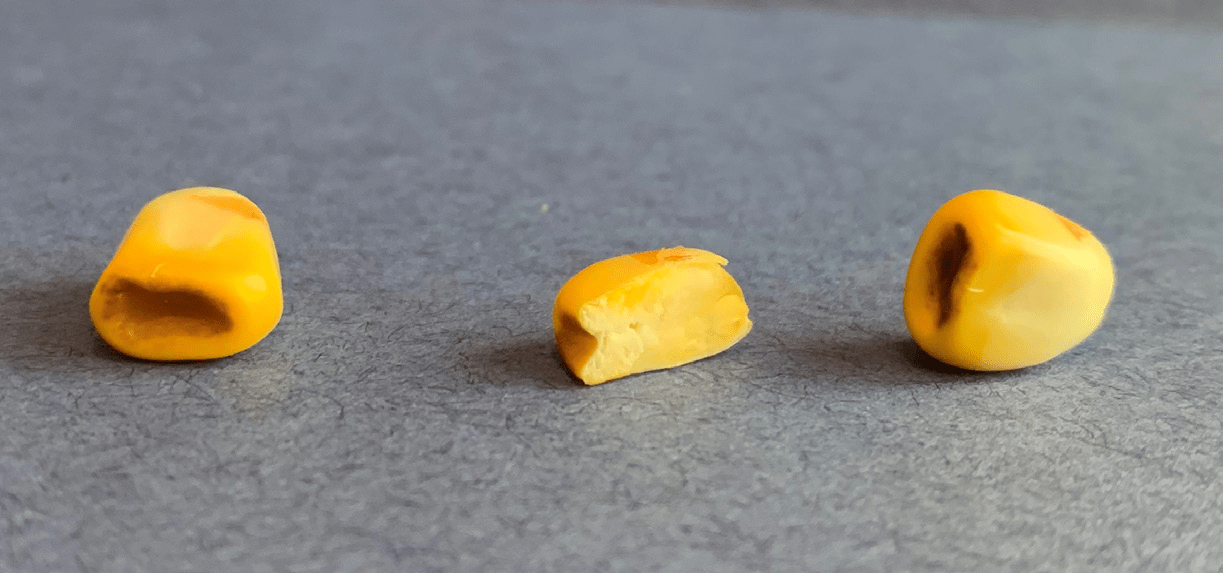 LateSeason Corn with Discolored Corn Kernels Titan Pro