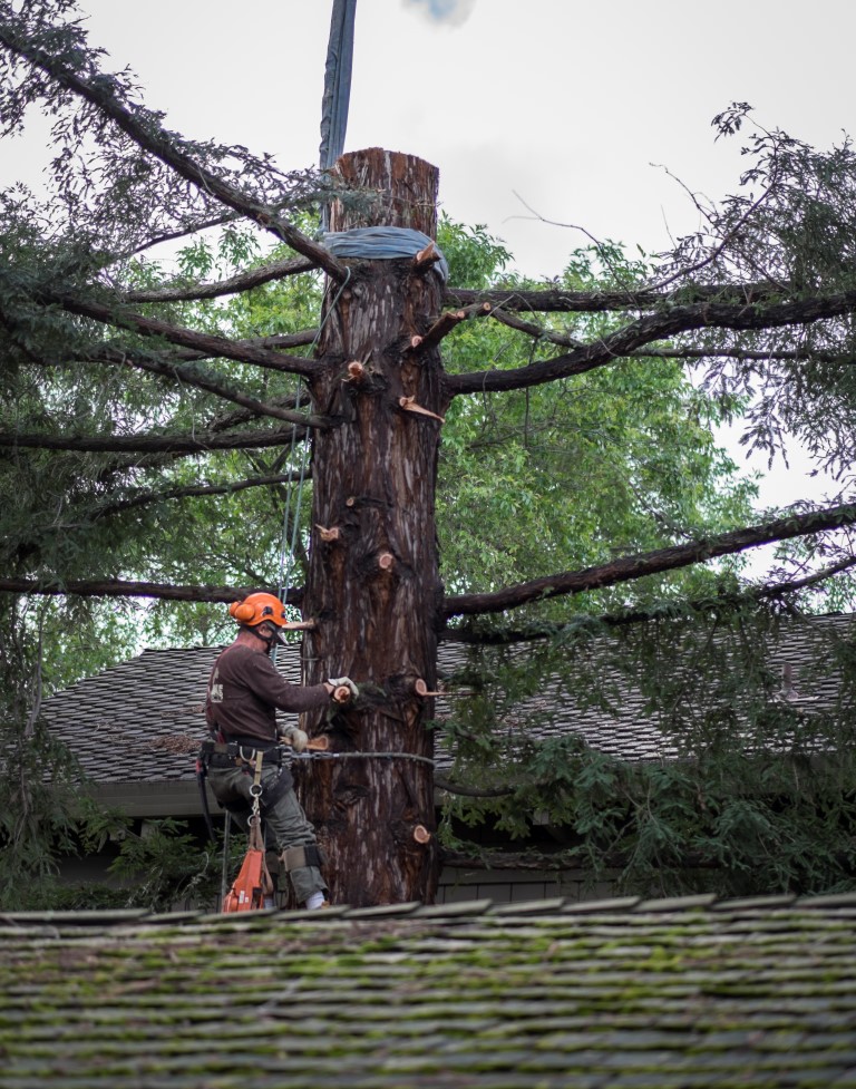 Tree Removal in tight quarters with a Crane · Sacramento’s Best Tree