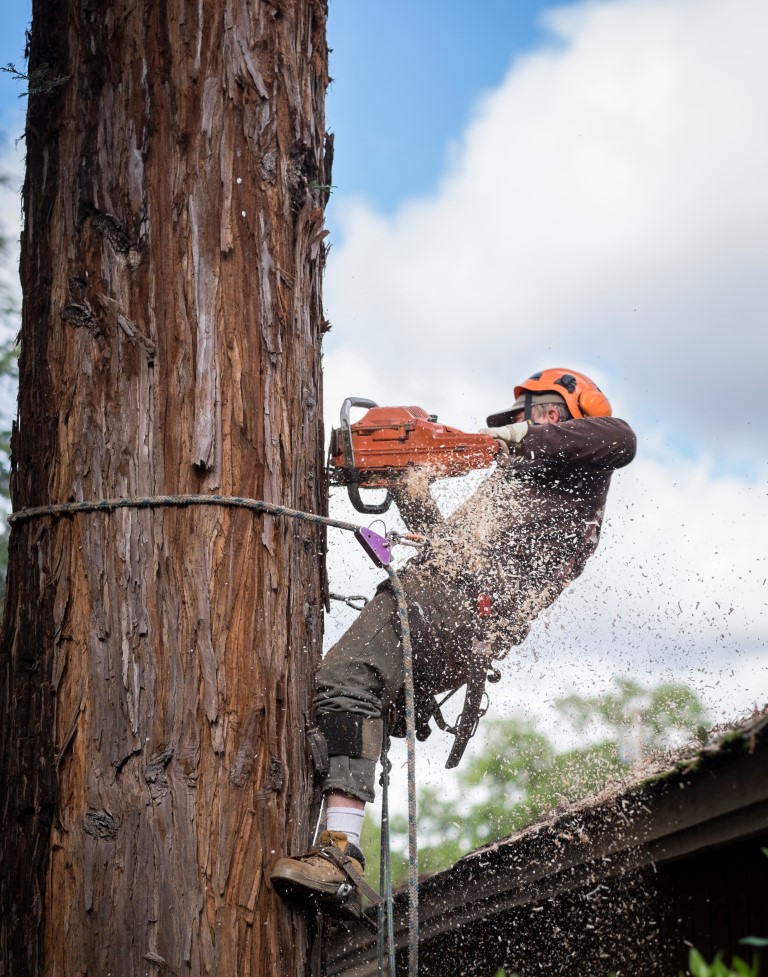 Careers · Sacramento’s Best Tree Care + Arborist