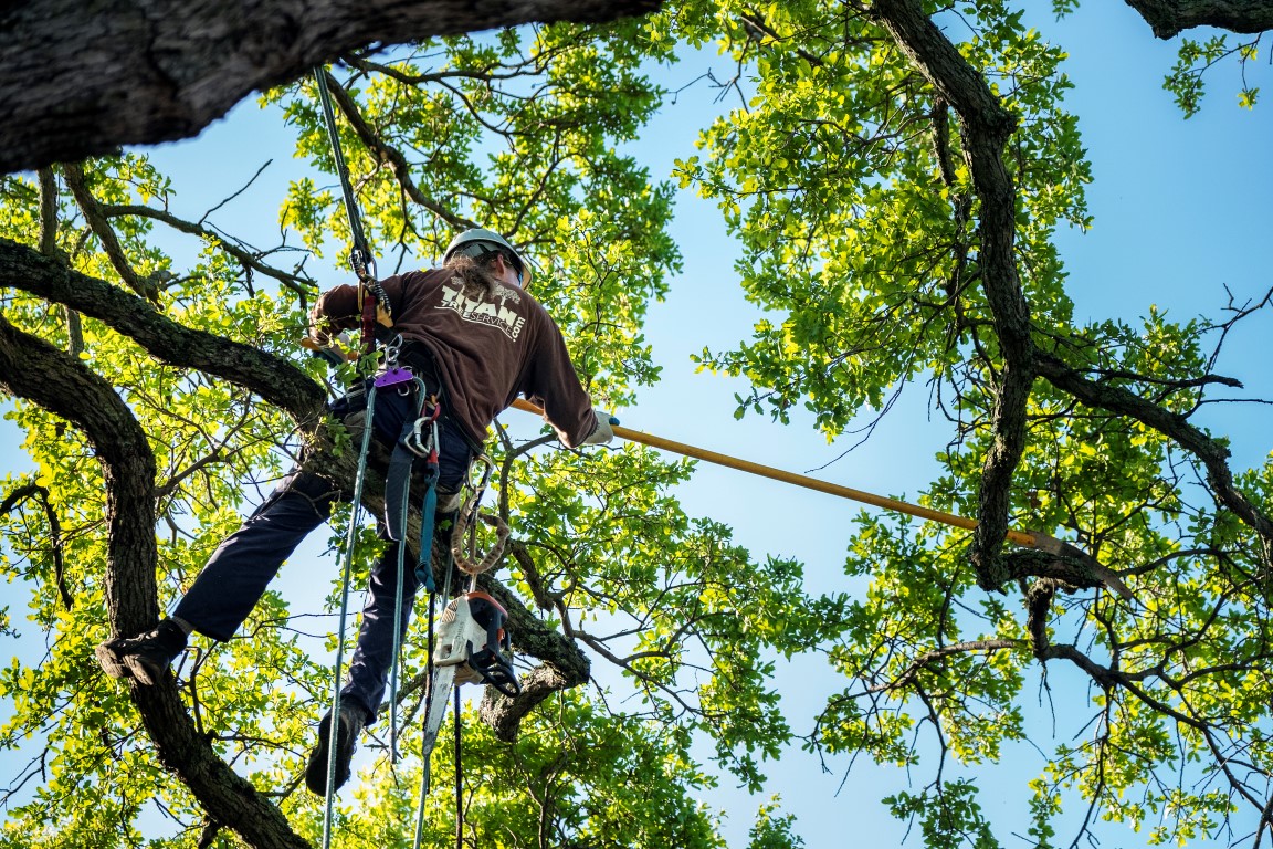 Tree Pruning and Shaping · Sacramento’s Best Tree Care + Arborist
