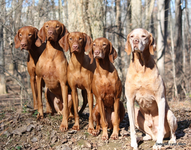 Tivoliz Vizslas Hungarian Vizsla Puppies, Vizsla Breeder Information
