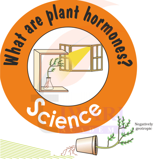 What are plant hormones? Name a plant hormone that promotes growth.