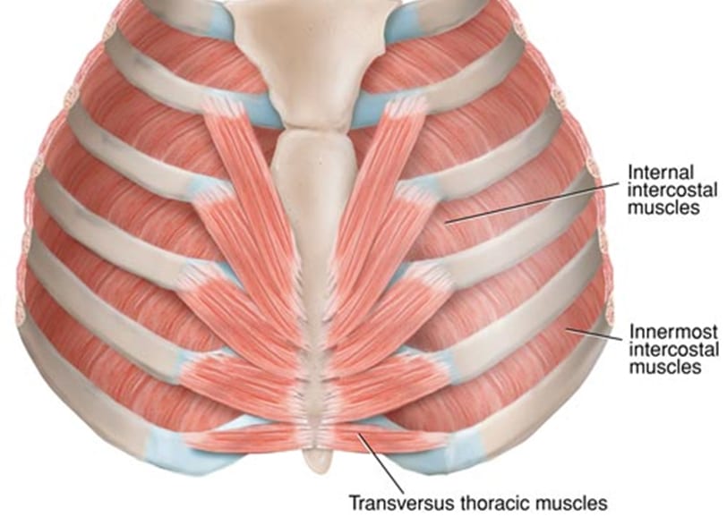 Rib Cage Muscles : Don T Ignore The Intercostals The Lauterstein Conway Massage School