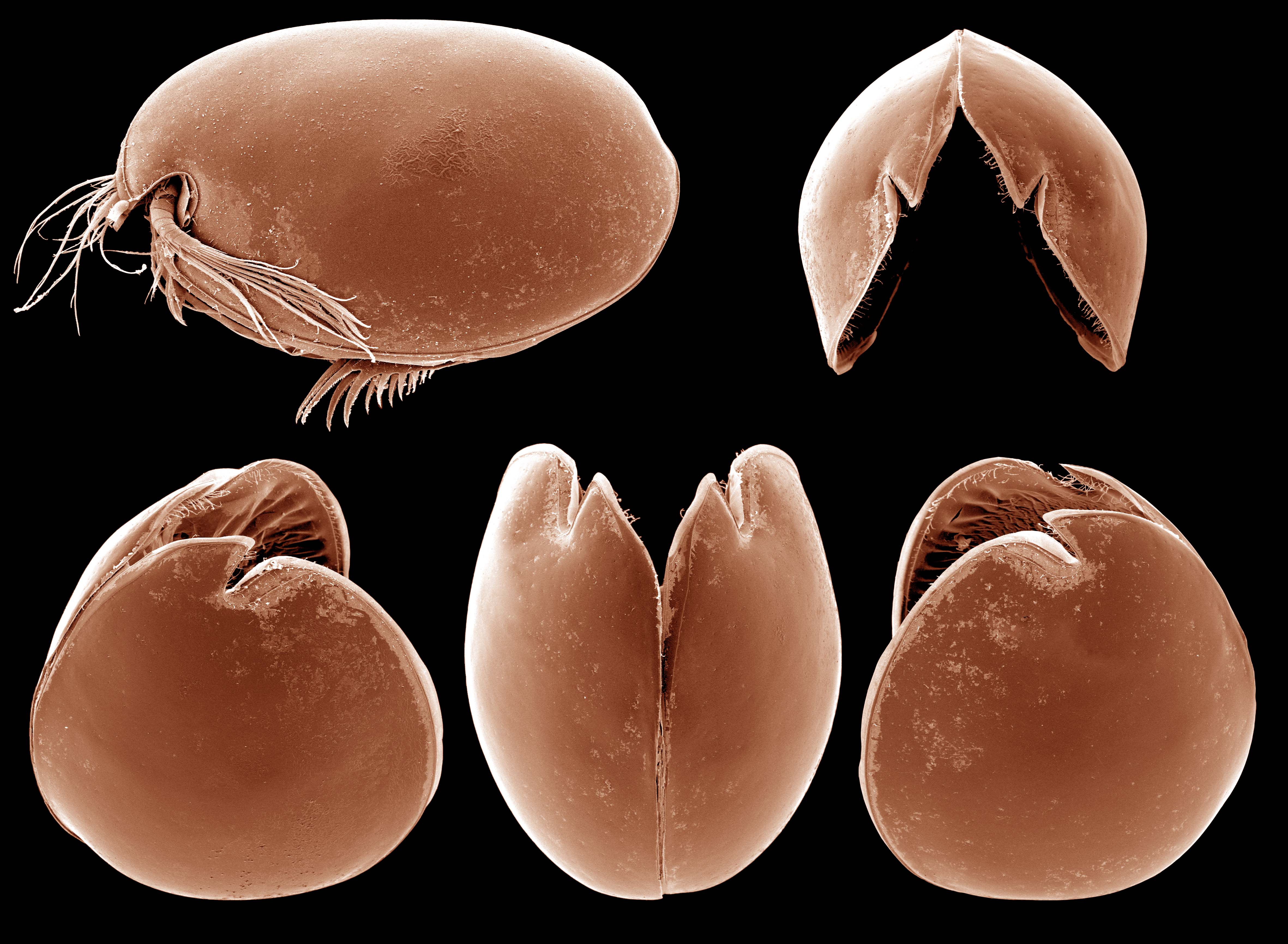 Ostracod The Micropalaeontological Society