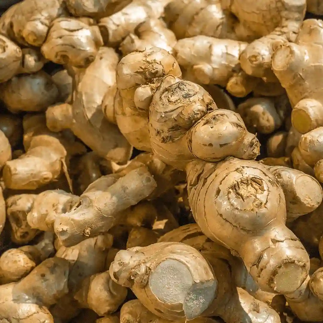 Oleoresins Turmeric oleoresin Black pepper oleoresin