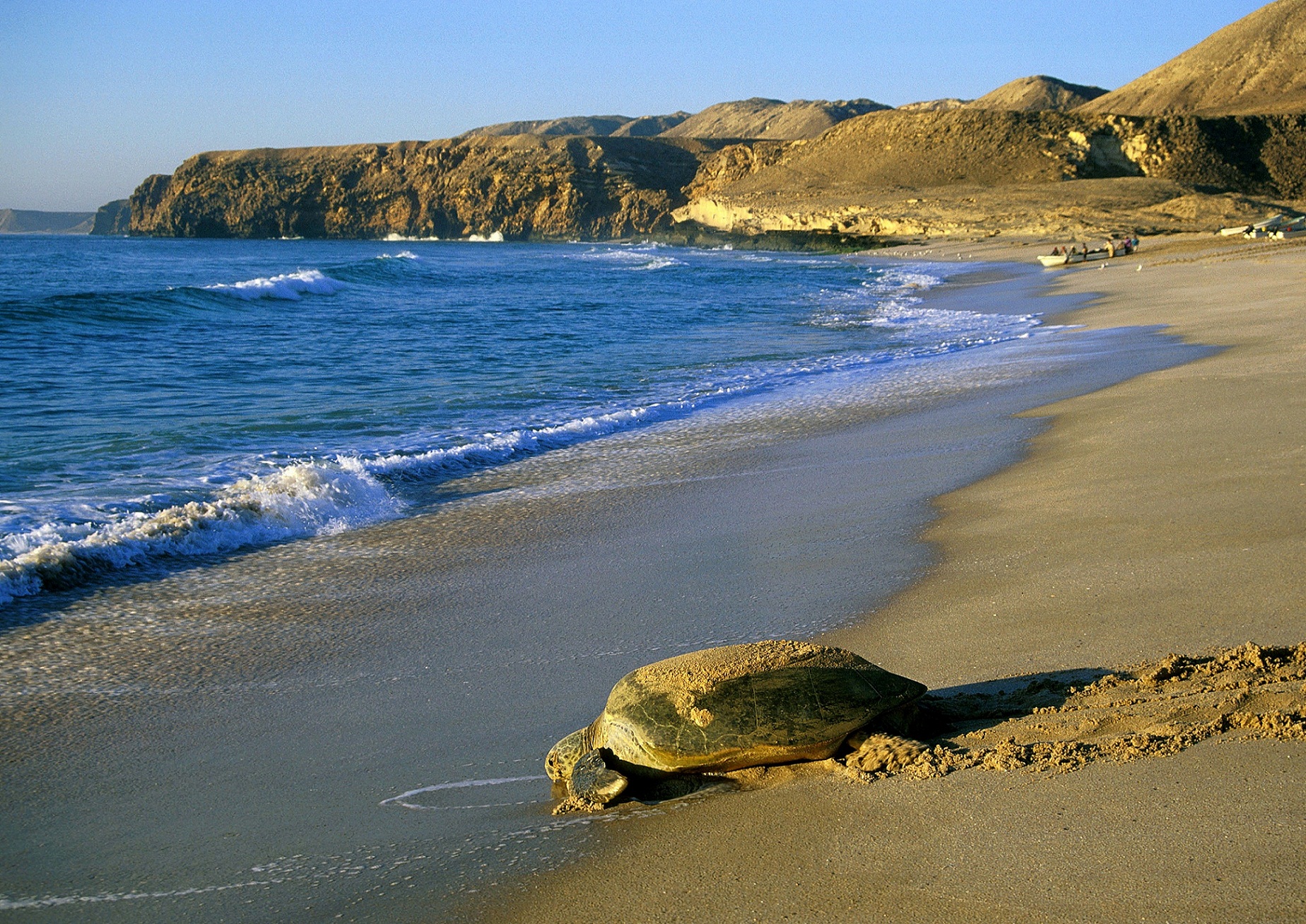 Turtle season in Oman has begunTurtle season in Oman has