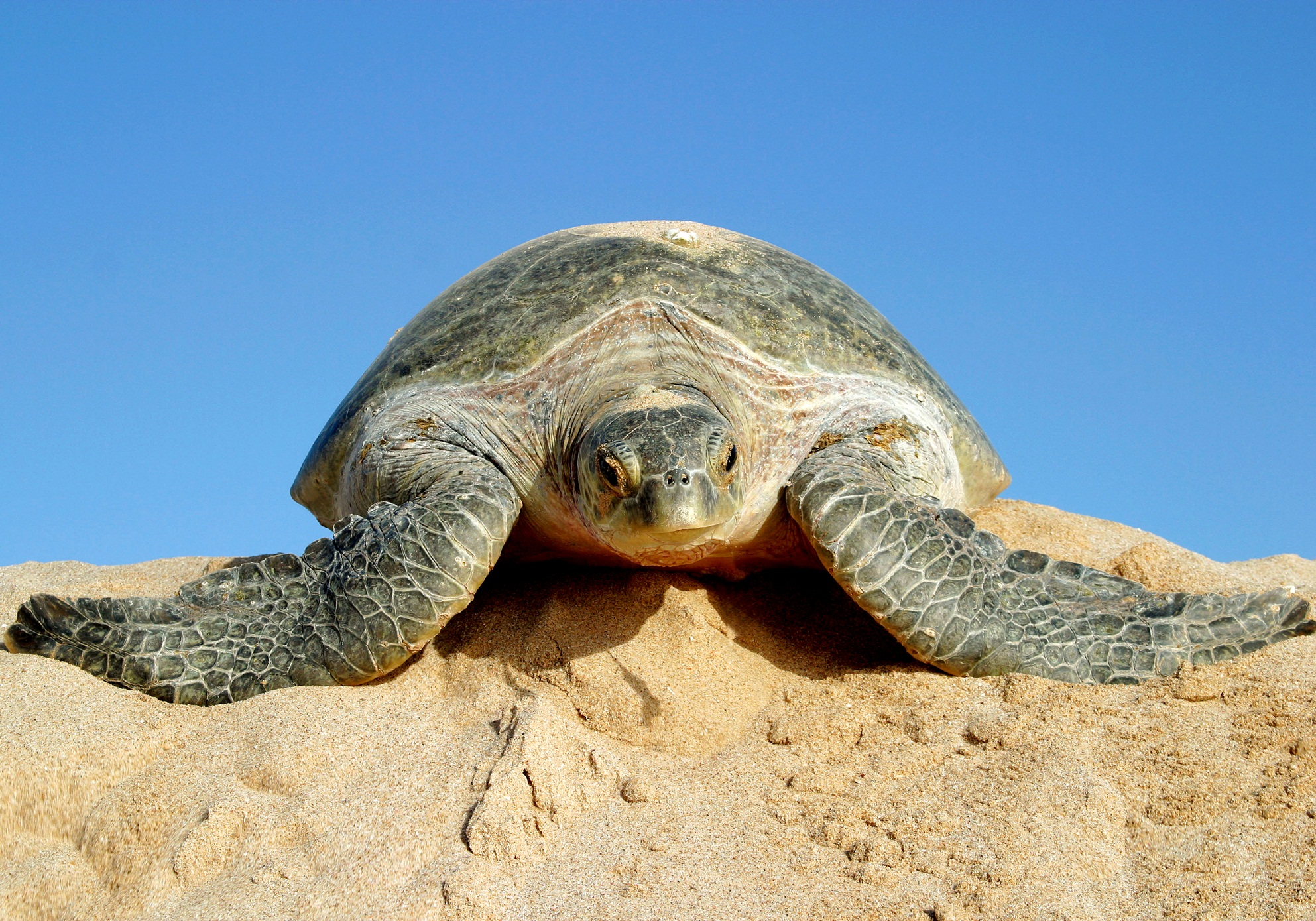 Turtle season in Oman has begunTurtle season in Oman has