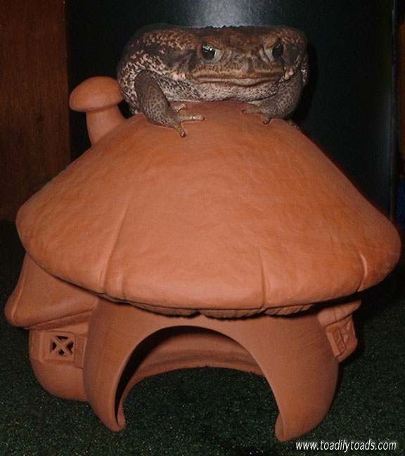 Toadily Toads article How to Attract a Toad to Your Garden! Toads in the garden, organic