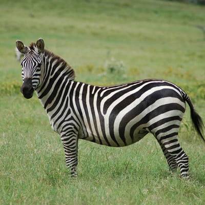 Zebra salbatica - Toate Animalele