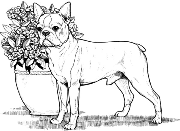 You can print or color them online at getdrawings.com for absolutely free. Boston Terrier Boxer Dog Coloring Pages : Best Place to Color