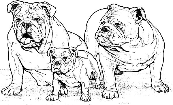 First, give each child a white, black, and brown sheet of construction paper and glue. Boxer Dog Family Coloring Pages : Best Place to Color