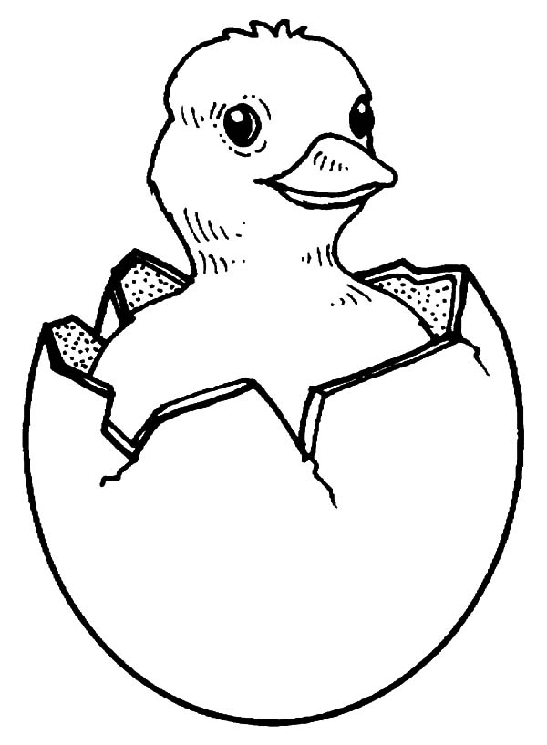 Drawing Of A Baby Chicks Hatching stock illustrations