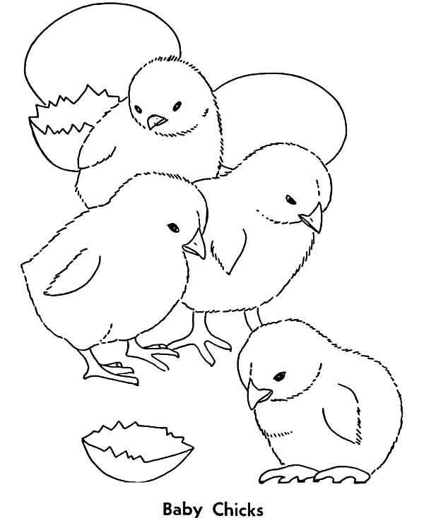 Baby Chicks Hatching Cartoon Illustrations, Royalty-Free. iStock