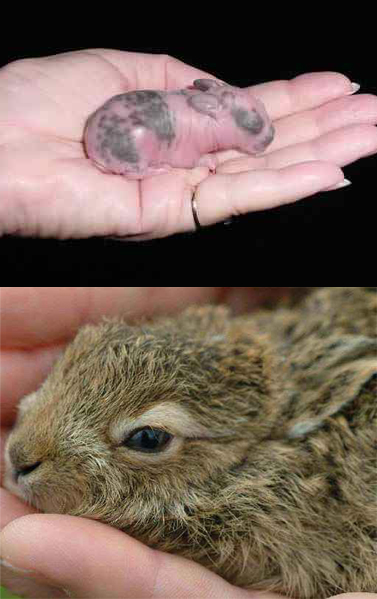 Baby rabbits are called kits or kittens. The Differences Between Rabbits And Hares