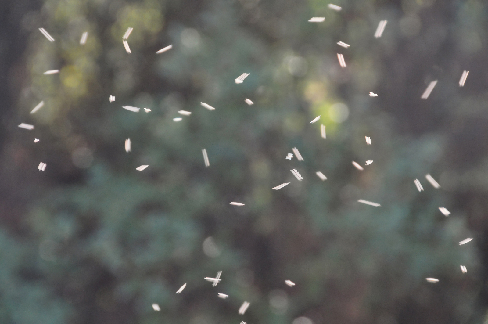 Why Gnats Swarm