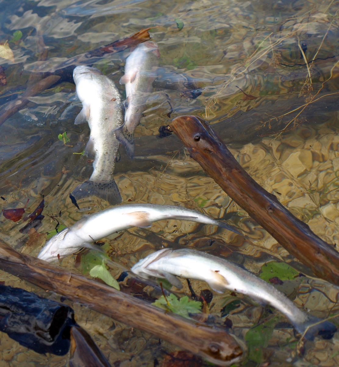 Why Fish Often Float Upside Down When They Die