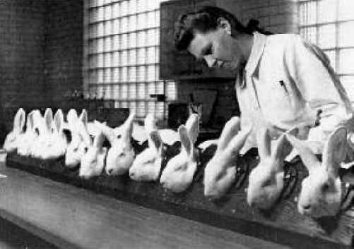 The Surprisingly Recent Time Tests Using Rabbits And Frogs Were The Gold Standard To Accurately Detect Human Pregnancy