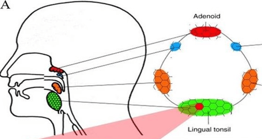 Tonsils Close Scrutiny Can Pinpoint Disease and Raise Oral Health Awareness Today's RDH